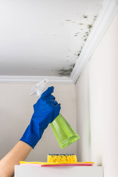 Best DIY Mold Remediation in Monroe, IA